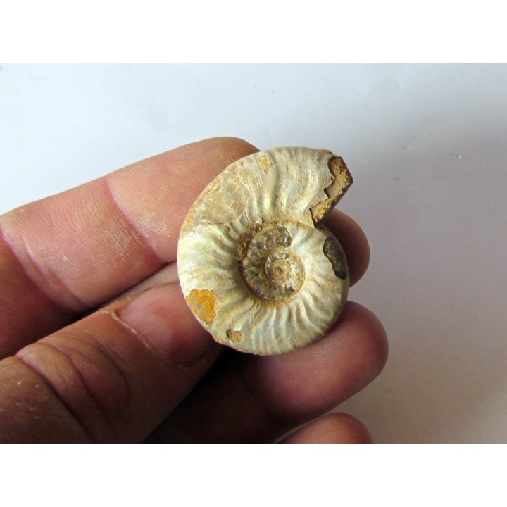 Mirosphinctes-aff-frickensis (4)