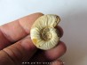 Mirosphinctes-aff-frickensis (4)