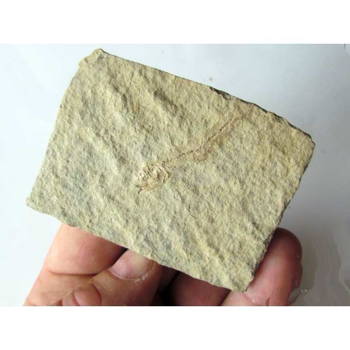 Leptolepis voithi - kimmeridgien  - Orbagnoux (2)