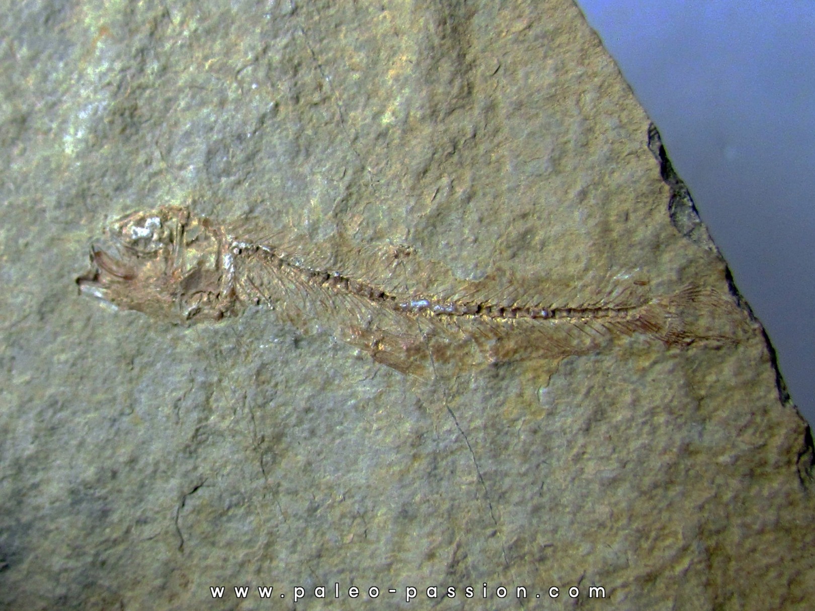 Leptolepis voithi - kimmeridgien - Orbagnoux (2)