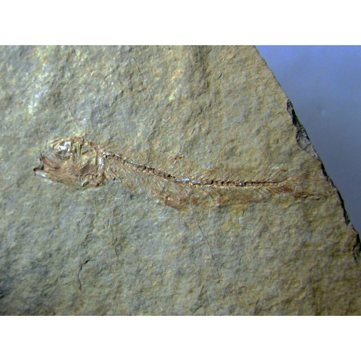 Leptolepis voithi - kimmeridgien  - Orbagnoux (2)