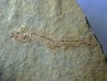 Leptolepis voithi - kimmeridgien - Orbagnoux (2)