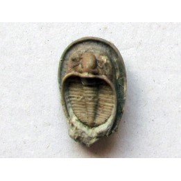 Dolichoharpes reticulatus