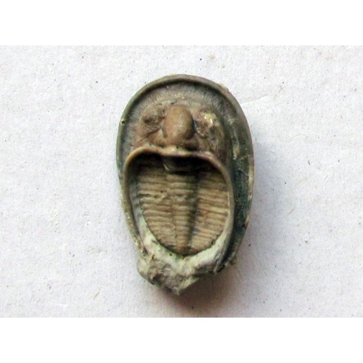 Dolichoharpes reticulatus