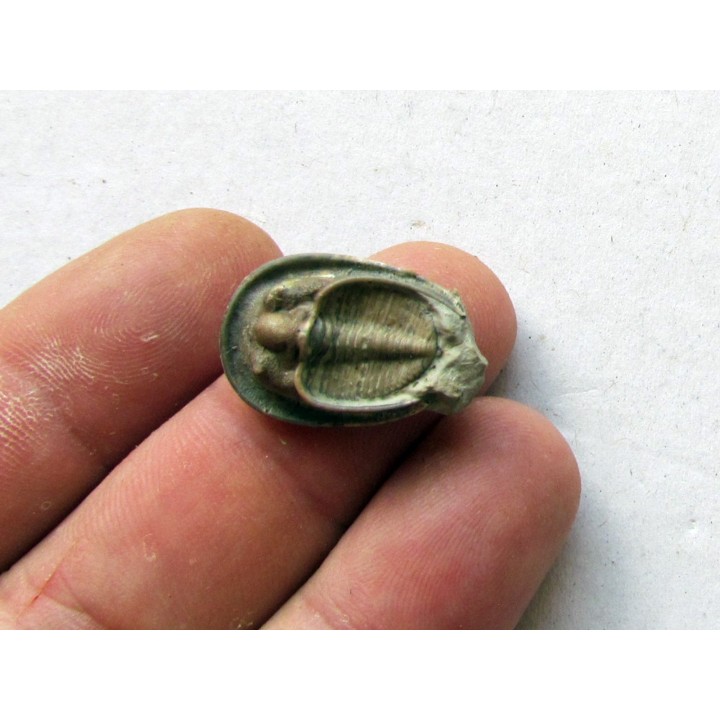 Dolichoharpes reticulatus