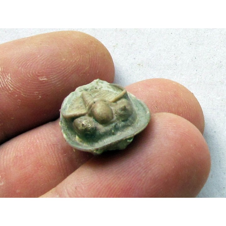 Dolichoharpes reticulatus