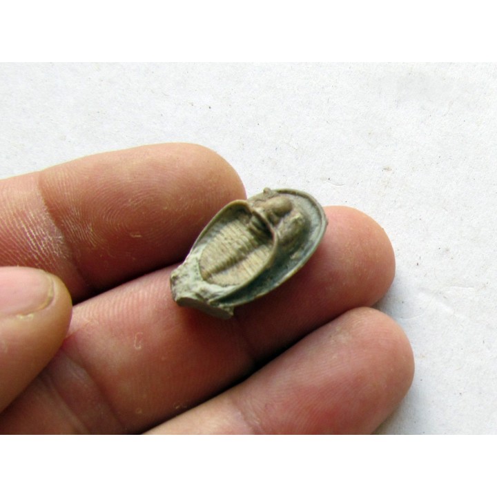 Dolichoharpes reticulatus