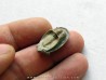 Dolichoharpes reticulatus