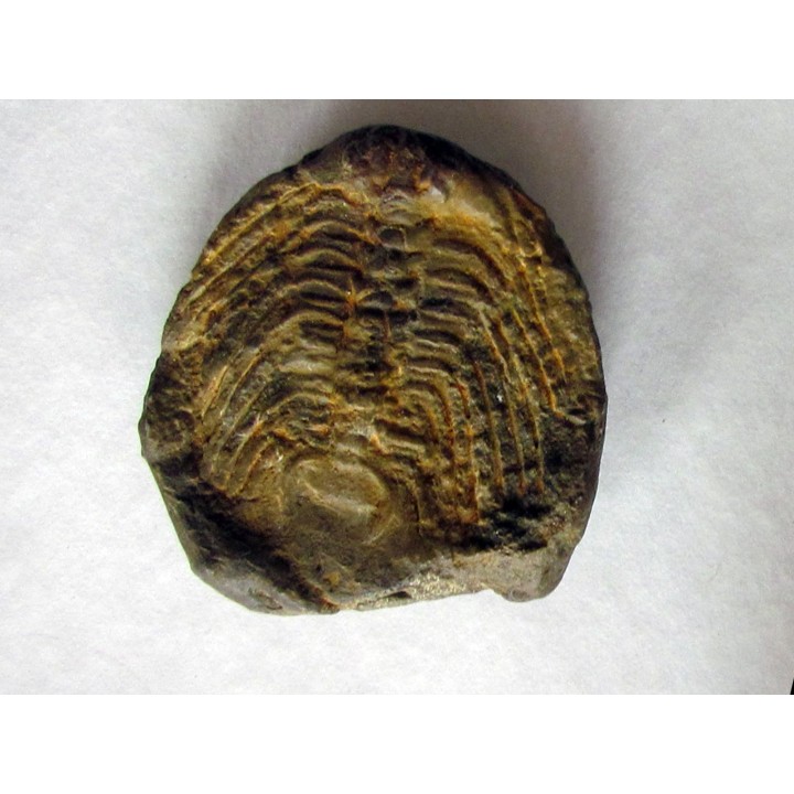 Selenopeltis Gallicus