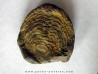 Selenopeltis Gallicus
