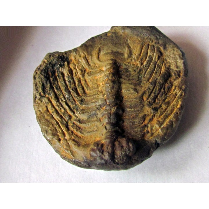 Selenopeltis Gallicus