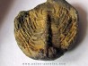 Selenopeltis Gallicus