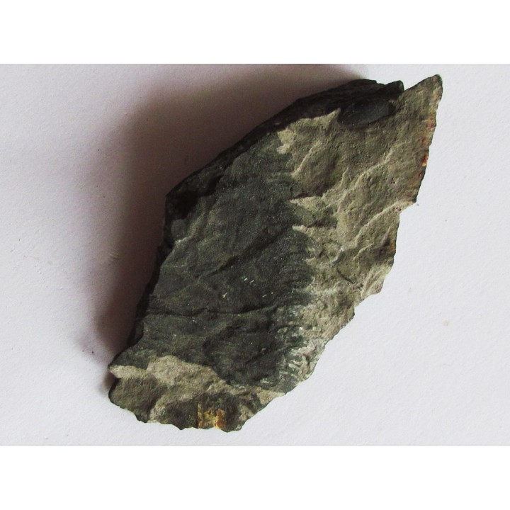 PTERYGOTUS ANGLICUS