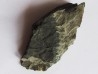 PTERYGOTUS ANGLICUS