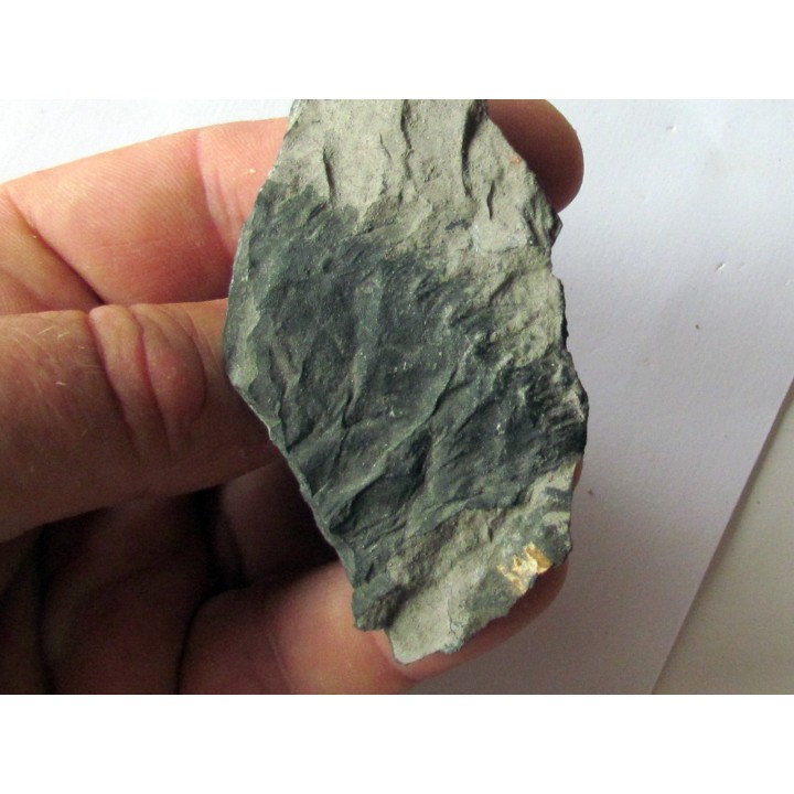 PTERYGOTUS ANGLICUS