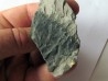 PTERYGOTUS ANGLICUS