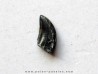 dinosaur tooth raptor: dromaeosaurus (1)