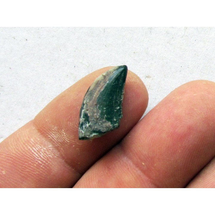 dinosaur tooth raptor: dromaeosaurus (1)