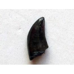 dinosaur tooth raptor: dromaeosaurus (3)