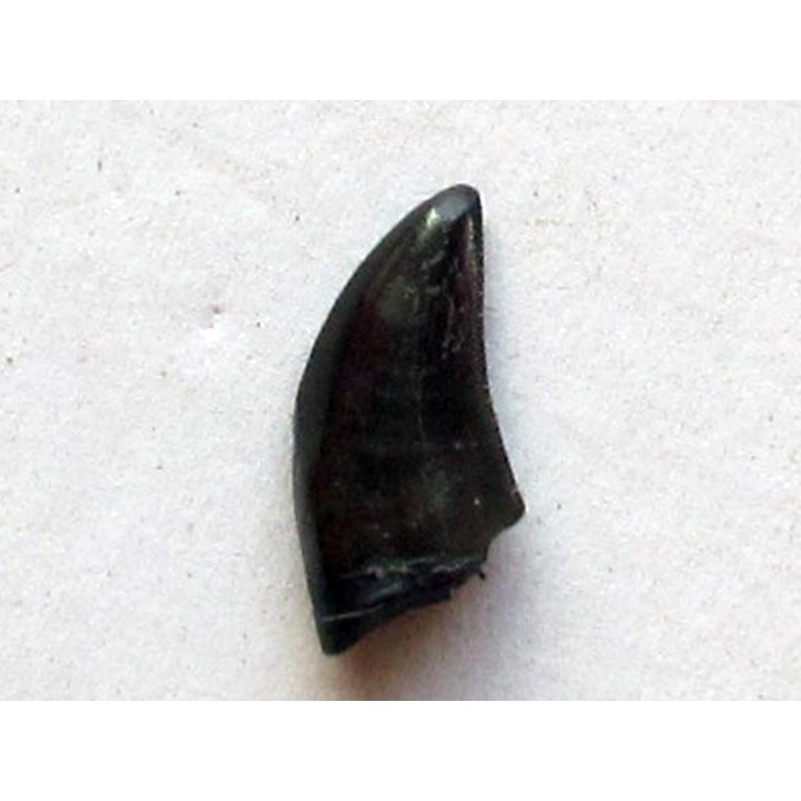 dinosaur tooth raptor: dromaeosaurus (3)