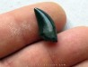 dinosaur tooth raptor: dromaeosaurus (3)