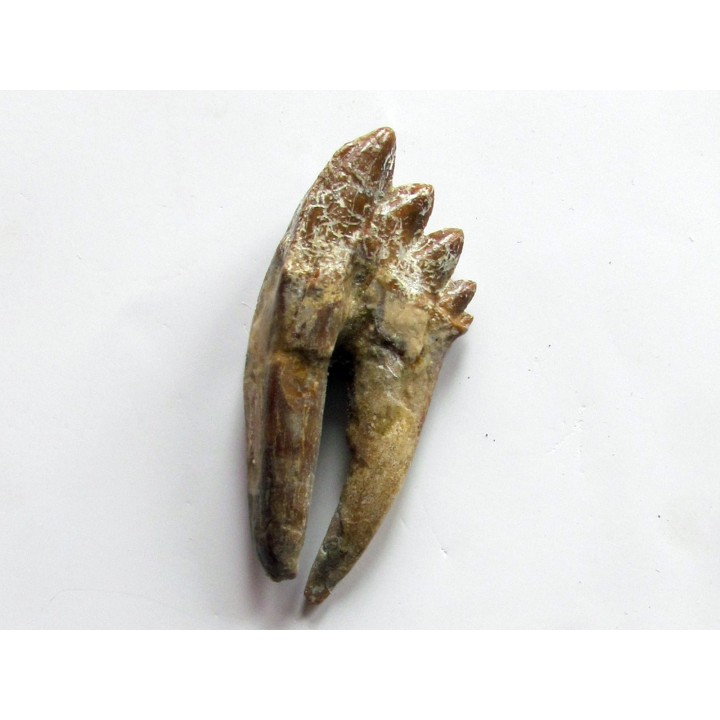 dent de Platyosphys aithai (1)