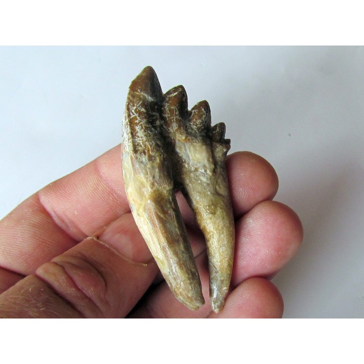 dent de Platyosphys aithai (1)