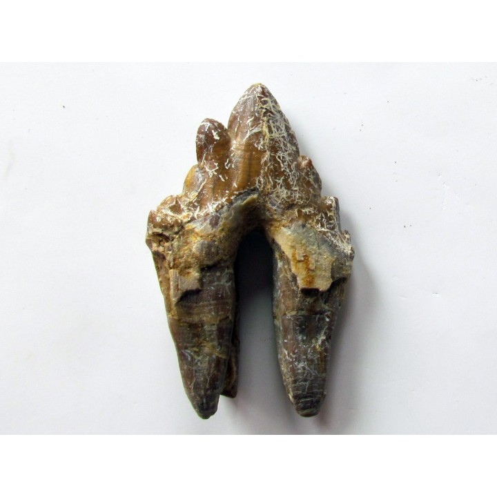 dent de Platyosphys aithai (2)