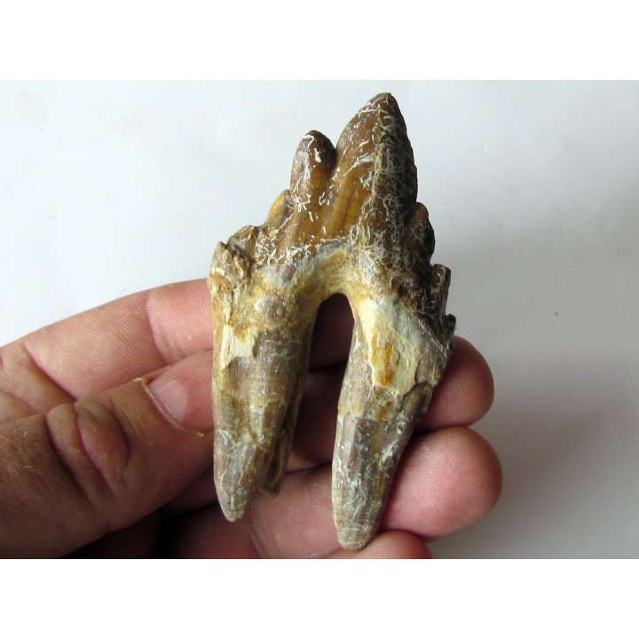 dent de Platyosphys aithai (2)