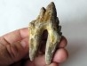 dent de Platyosphys aithai (2)