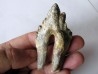 dent de Platyosphys aithai (2)