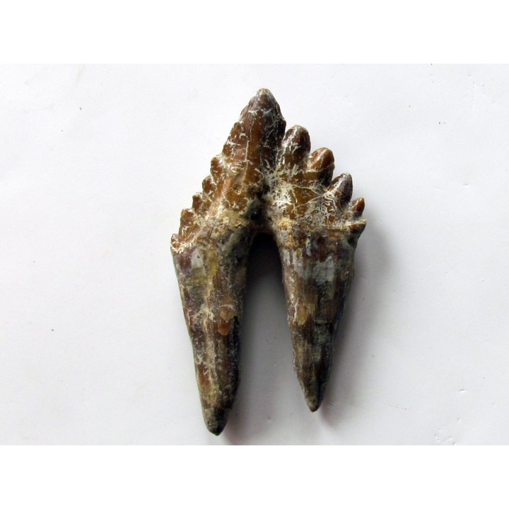 dent de Platyosphys aithai (4)