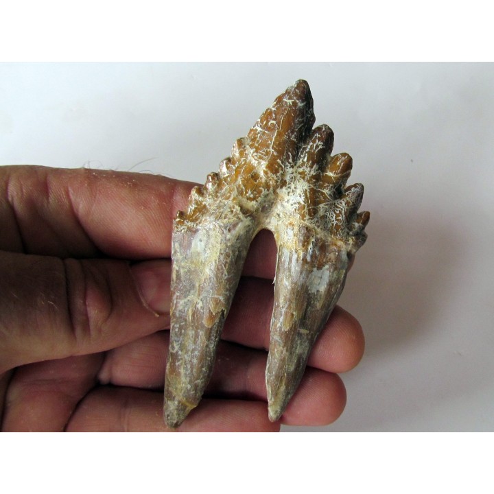 dent de Platyosphys aithai (4)