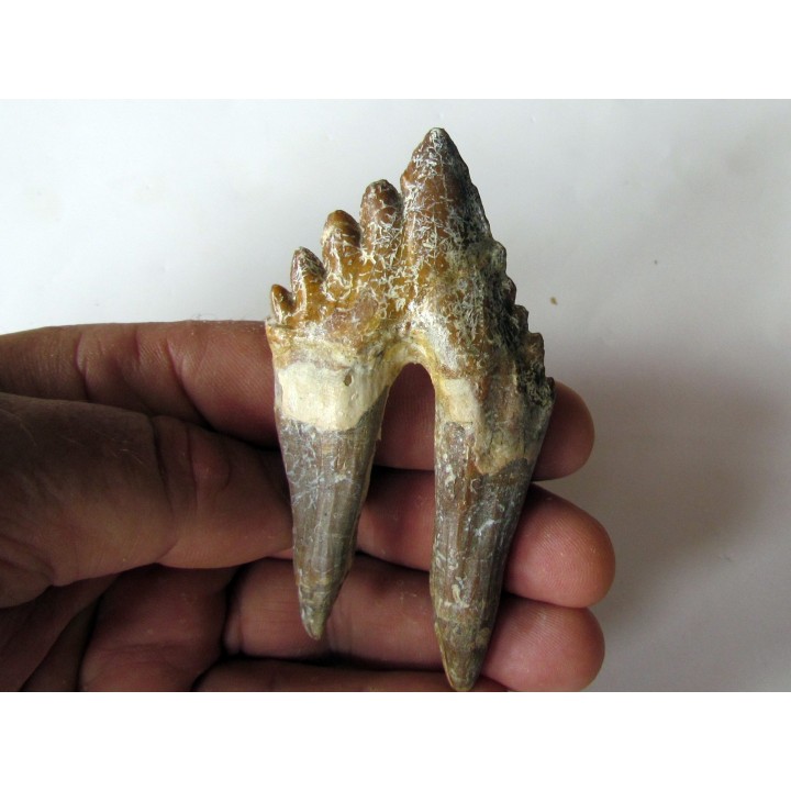 dent de Platyosphys aithai (4)