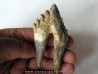 dent de Platyosphys aithai (4)