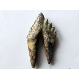 dent de Platyosphys aithai (7)