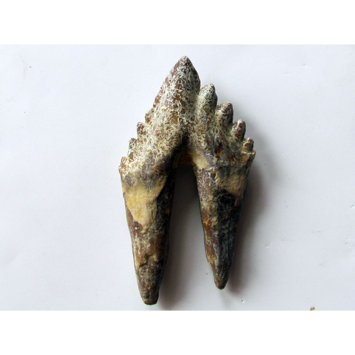 dent de Platyosphys aithai (7)