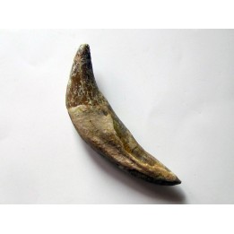 dent de Platyosphys aithai (10)