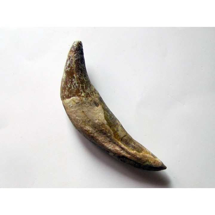 dent de Platyosphys aithai (10)