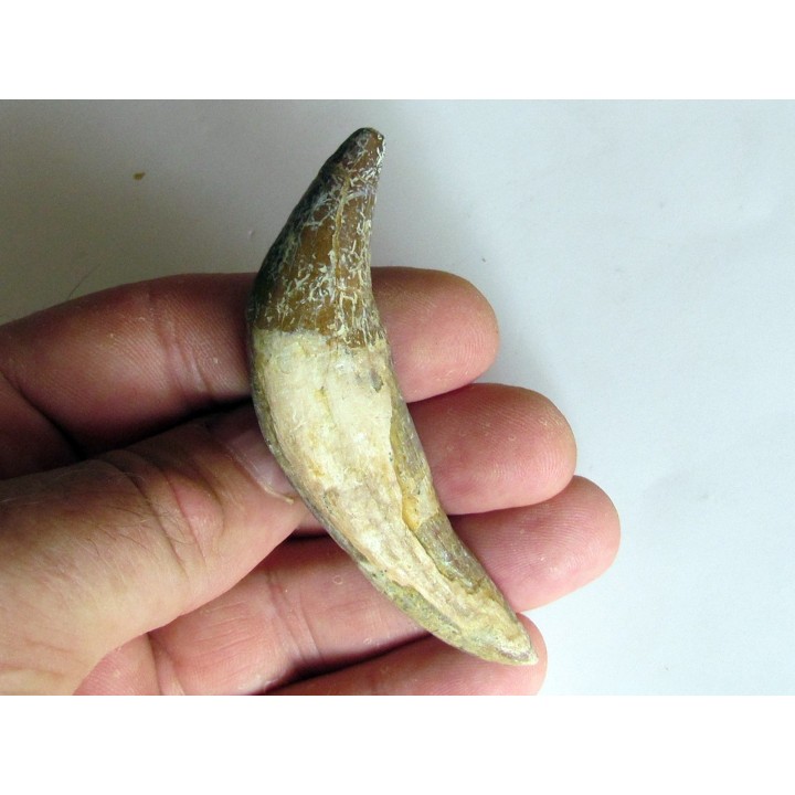 dent de Platyosphys aithai (10)