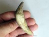 dent de Platyosphys aithai (10)