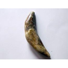 dent de Platyosphys aithai (11)