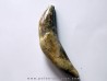 dent de Platyosphys aithai (11)