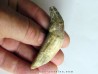 dent de Platyosphys aithai (11)