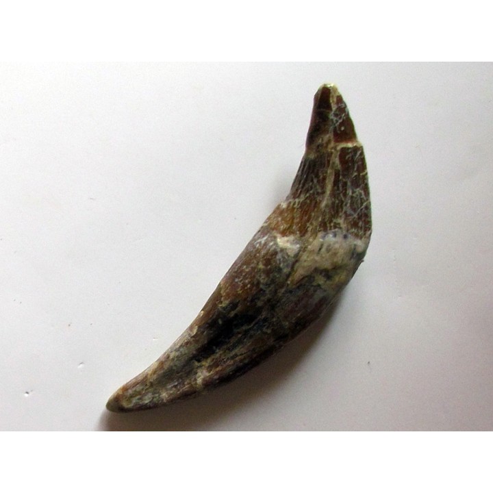 dent de Platyosphys aithai (12)
