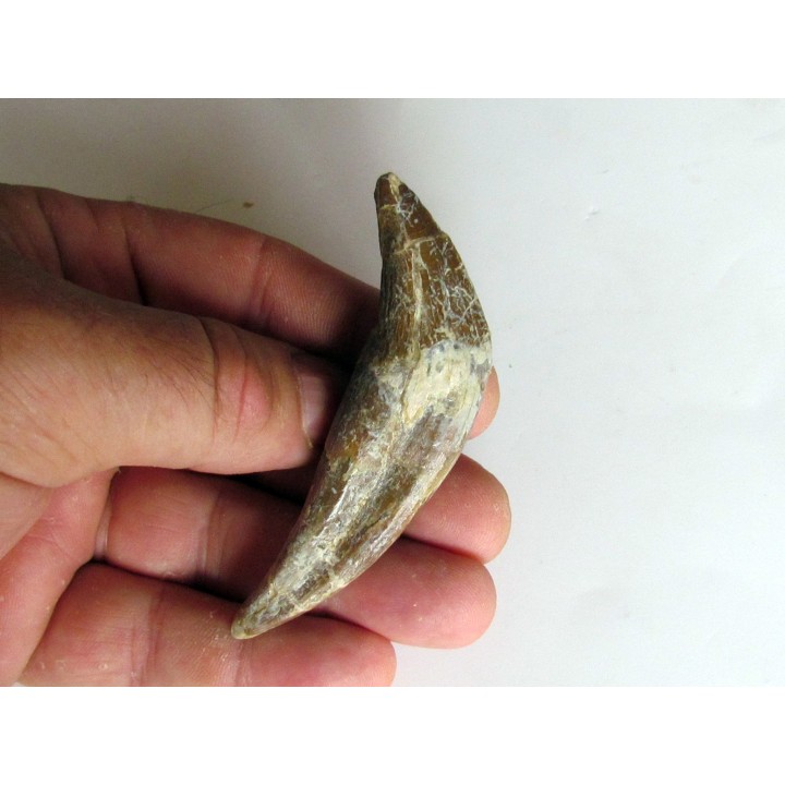 dent de Platyosphys aithai (12)