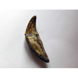 dent de Platyosphys aithai (13)