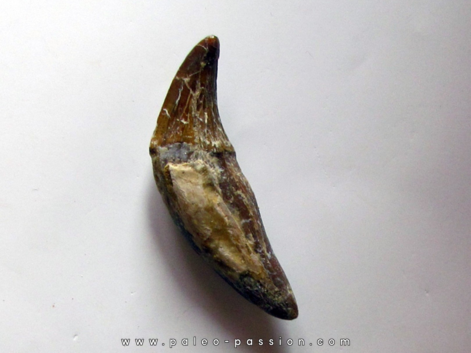 dent de Platyosphys aithai (13)