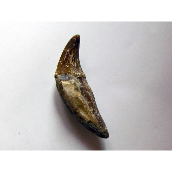 dent de Platyosphys aithai (13)