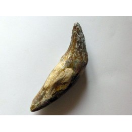 dent de Platyosphys aithai (14)